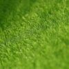 Spring Grass Carpet_0003_Layer 7.jpg